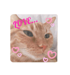返信に最適な猫スタンプ（個別スタンプ：12）