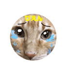 返信に最適な猫スタンプ（個別スタンプ：13）