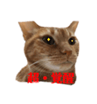 返信に最適な猫スタンプ（個別スタンプ：14）