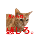 返信に最適な猫スタンプ（個別スタンプ：15）