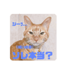 返信に最適な猫スタンプ（個別スタンプ：16）