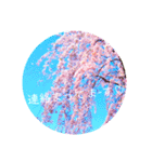 cherry blossom Japan12(負けない！励まし)（個別スタンプ：5）