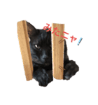 猫が好き。（個別スタンプ：1）