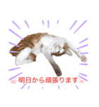 猫が好き。（個別スタンプ：2）