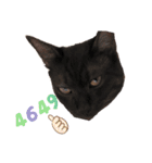猫が好き。（個別スタンプ：4）