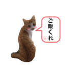 猫が好き。（個別スタンプ：5）