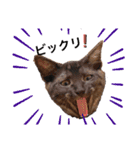 猫が好き。（個別スタンプ：6）