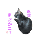 猫が好き。（個別スタンプ：9）