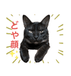 猫が好き。（個別スタンプ：10）