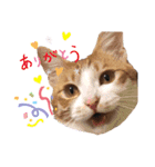 猫が好き。（個別スタンプ：11）