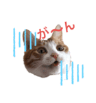 猫が好き。（個別スタンプ：13）