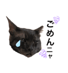 猫が好き。（個別スタンプ：15）