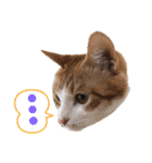 猫が好き。（個別スタンプ：16）