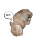 ♡PET♡（個別スタンプ：4）
