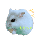 ♡PET♡（個別スタンプ：5）