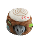 ♡PET♡（個別スタンプ：6）