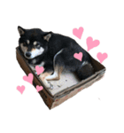 ♡PET♡（個別スタンプ：9）