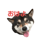 ♡PET♡（個別スタンプ：10）