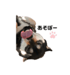 ♡PET♡（個別スタンプ：11）