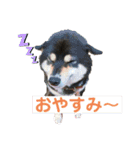 ♡PET♡（個別スタンプ：16）