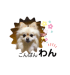 ぷっちゃんスタンプ01（個別スタンプ：1）