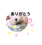 ぷっちゃんスタンプ01（個別スタンプ：8）