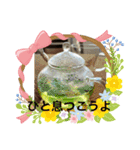 リボンの毎日（個別スタンプ：8）