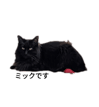 黒猫ミックとクレオ（個別スタンプ：1）