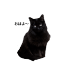 黒猫ミックとクレオ（個別スタンプ：5）