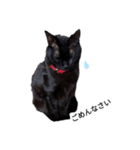 黒猫ミックとクレオ（個別スタンプ：7）