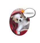 小太郎スタンプにゃんぱらり3（個別スタンプ：1）