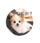 小太郎スタンプにゃんぱらり3（個別スタンプ：2）