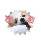 小太郎スタンプにゃんぱらり3（個別スタンプ：4）