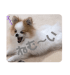 小太郎スタンプにゃんぱらり3（個別スタンプ：6）