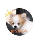 小太郎スタンプにゃんぱらり3（個別スタンプ：8）