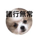 小太郎スタンプにゃんぱらり3（個別スタンプ：12）