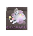 小太郎スタンプにゃんぱらり3（個別スタンプ：17）