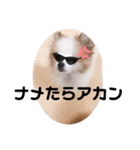 小太郎スタンプにゃんぱらり3（個別スタンプ：20）