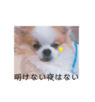 小太郎スタンプにゃんぱらり3（個別スタンプ：21）