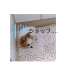 小太郎スタンプにゃんぱらり3（個別スタンプ：22）