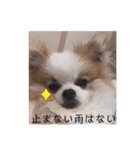 小太郎スタンプにゃんぱらり3（個別スタンプ：24）