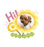 わたちナナ。よろしくね（個別スタンプ：1）