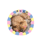 わたちナナ。よろしくね（個別スタンプ：2）