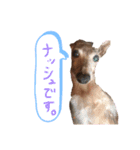 イタグレのナッシュくん（個別スタンプ：1）