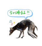 イタグレのナッシュくん（個別スタンプ：2）
