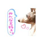 イタグレのナッシュくん（個別スタンプ：6）