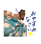 イタグレのナッシュくん（個別スタンプ：11）