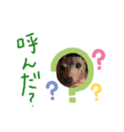 イタグレのナッシュくん（個別スタンプ：15）