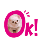 チワワのあむくん（個別スタンプ：1）