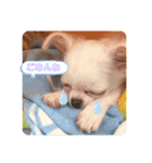 チワワのあむくん（個別スタンプ：12）